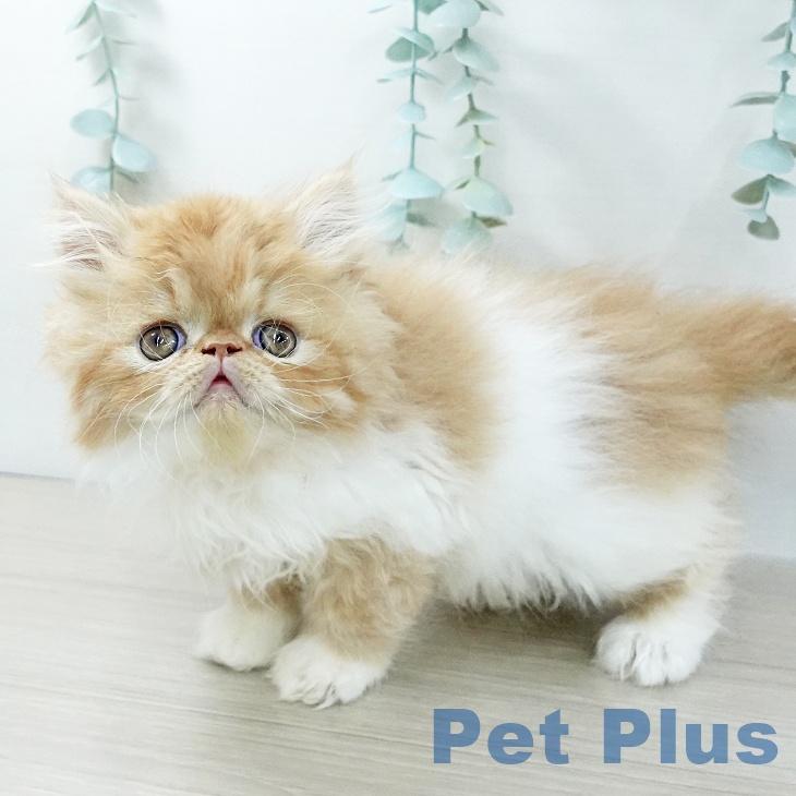 神奈川県のエキゾチック (ペットプラス テラスモール湘南店/2025年11月27日生まれ/男の子/レッドタビーホワイト)の子猫の2枚目の画像