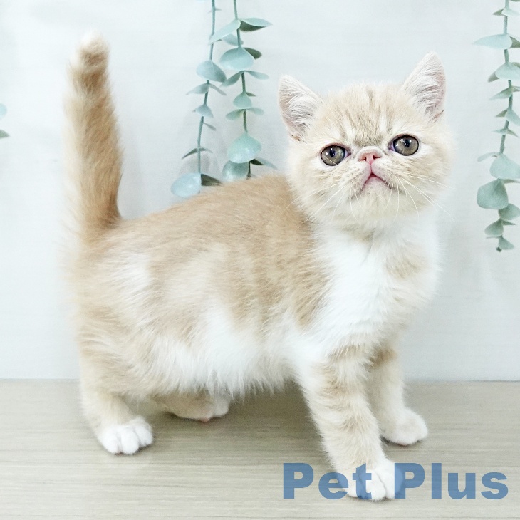 埼玉県のエキゾチック (ペットプラス コクーンシティ店/2025年11月27日生まれ/男の子/クリームホワイト)の子猫の1枚目の画像