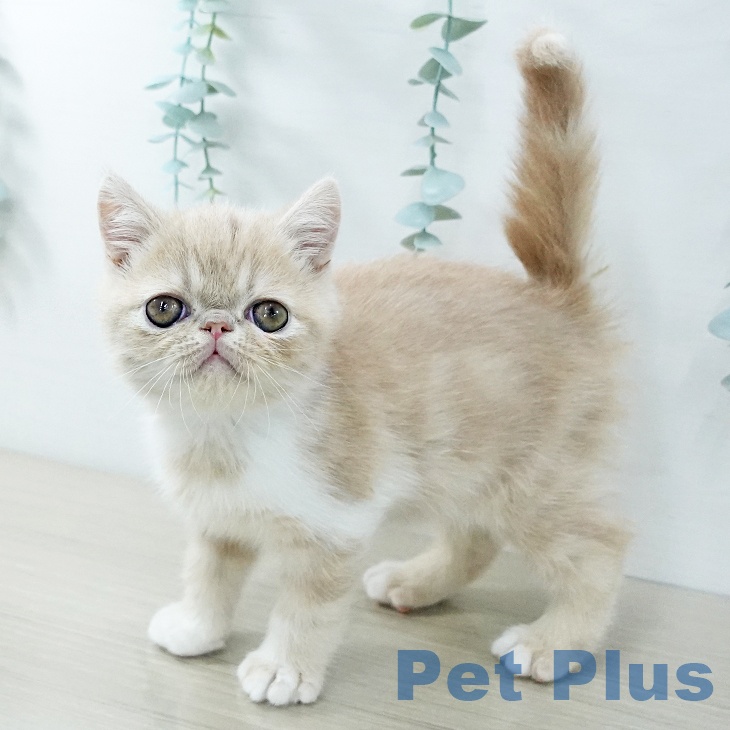 埼玉県のエキゾチック (ペットプラス コクーンシティ店/2025年11月27日生まれ/男の子/クリームホワイト)の子猫の2枚目の画像