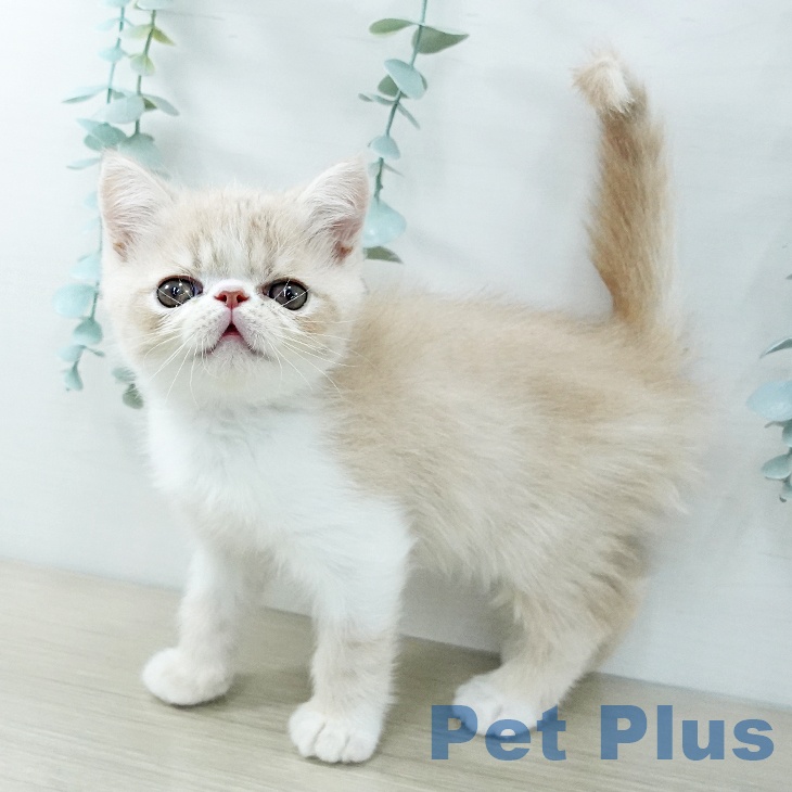 埼玉県のエキゾチック (ペットプラス 浦和美園店/2025年11月27日生まれ/男の子/クリームホワイト)の子猫