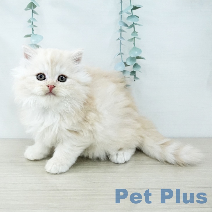 千葉県のスコティッシュフォールド (ペットプラス コトエ流山おおたかの森店/2025年11月27日生まれ/男の子/クリームタビー)の子猫の1枚目の画像