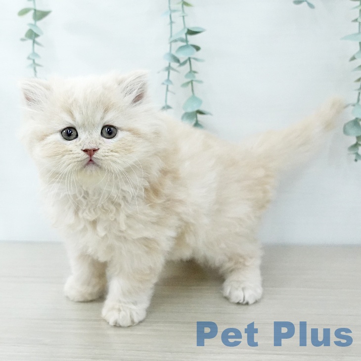 埼玉県のスコティッシュフォールド (ペットプラス 浦和美園店/2025年11月27日生まれ/男の子/クリームタビー)の子猫の1枚目の画像