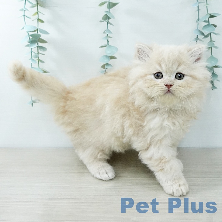 埼玉県のスコティッシュフォールド (ペットプラス 浦和美園店/2025年11月27日生まれ/男の子/クリームタビー)の子猫の2枚目の画像