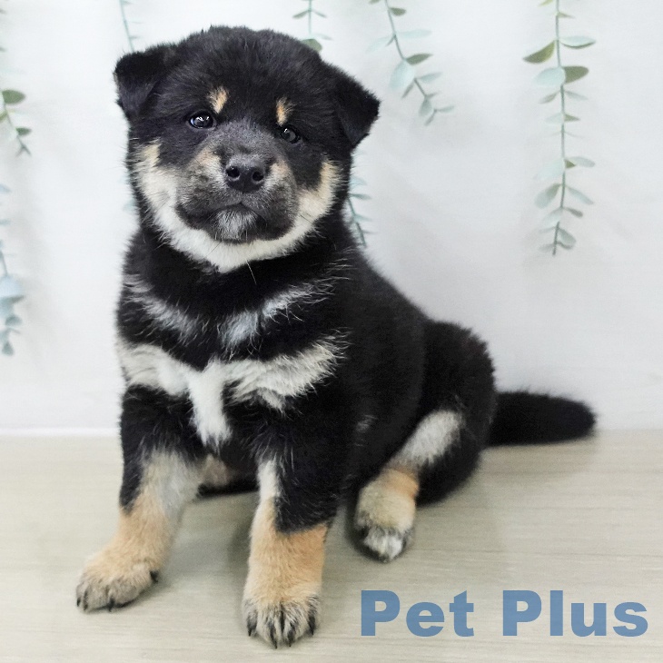 茨城県の柴犬(標準サイズ) (ペットプラス つくば店/2025年11月29日生まれ/男の子/黒)の子犬の1枚目の画像