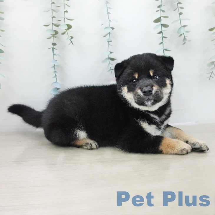 茨城県の柴犬(標準サイズ) (ペットプラス つくば店/2025年11月29日生まれ/男の子/黒)の子犬の2枚目の画像