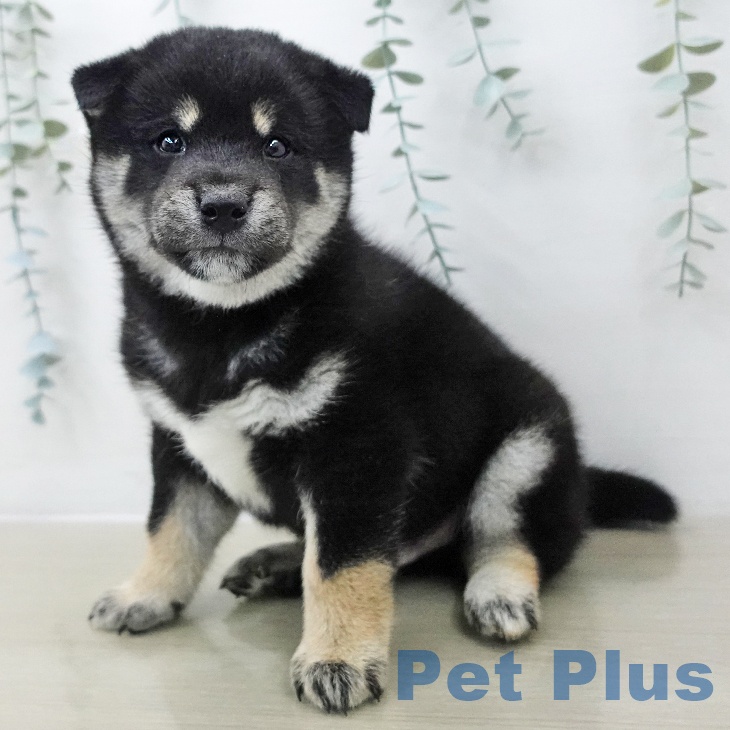 埼玉県の柴犬(標準サイズ) (ペットプラス イオンモール春日部店/2025年11月29日生まれ/男の子/黒)の子犬の1枚目の画像