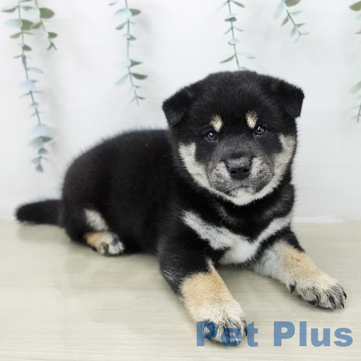 埼玉県の柴犬(標準サイズ) (ペットプラス イオンモール春日部店/2025年11月29日生まれ/男の子/黒)の子犬の2枚目の画像