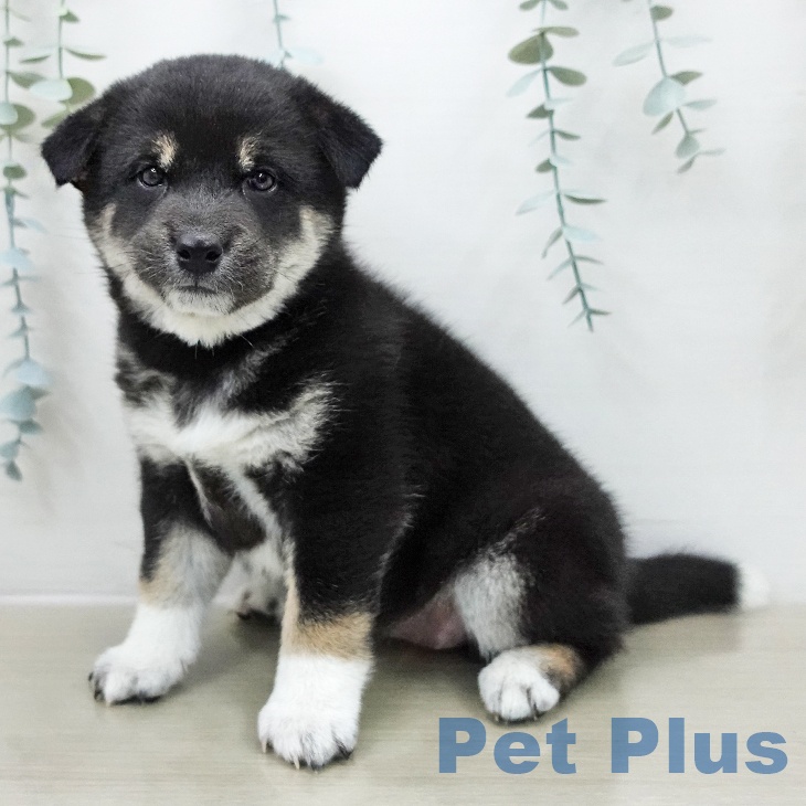 千葉県の柴犬(標準サイズ) (ペットプラス 幕張新都心店/2025年11月29日生まれ/女の子/黒)の子犬の1枚目の画像