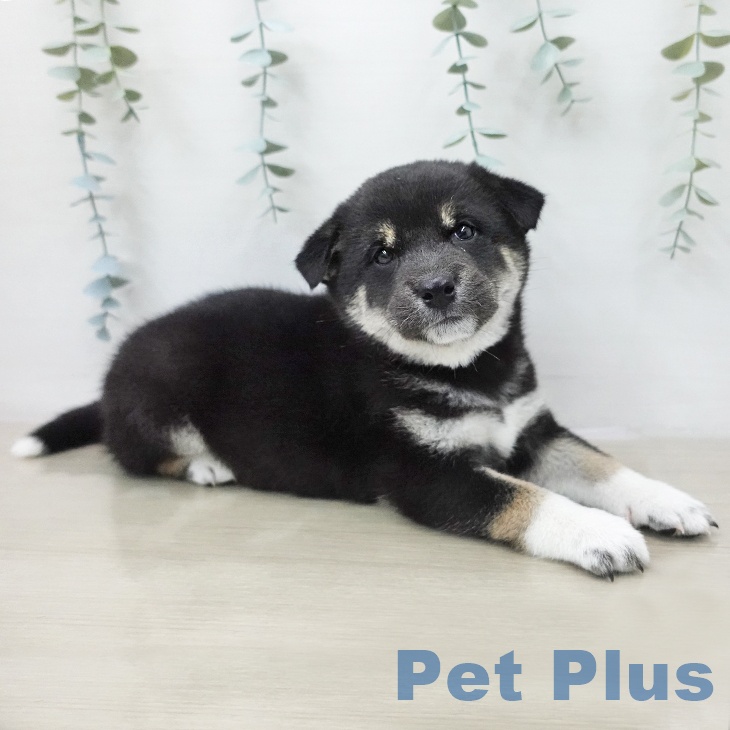 千葉県の柴犬(標準サイズ) (ペットプラス 幕張新都心店/2025年11月29日生まれ/女の子/黒)の子犬の2枚目の画像