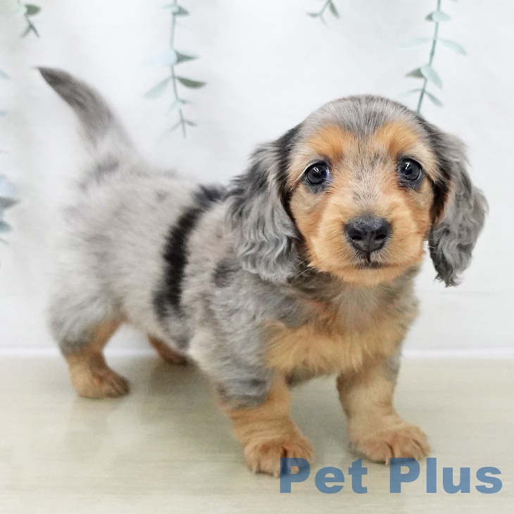 茨城県のミニチュアダックスフンド(ロング) (ペットプラス つくば店/2025年11月29日生まれ/女の子/シルバーダップル)の子犬の2枚目の画像