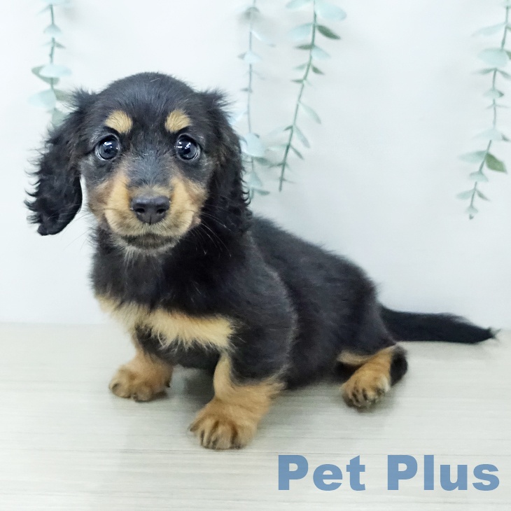 ミニチュア・ダックスフンド