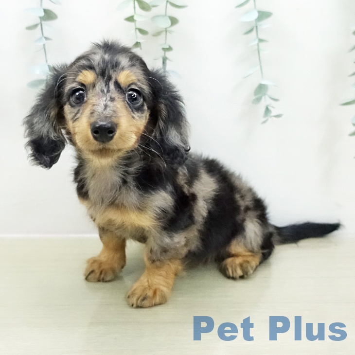 神奈川県のミニチュアダックスフンド(ロング) (ペットプラス ゆめが丘ソラトス店/2025年12月2日生まれ/女の子/シルバーダップル)の子犬の2枚目の画像