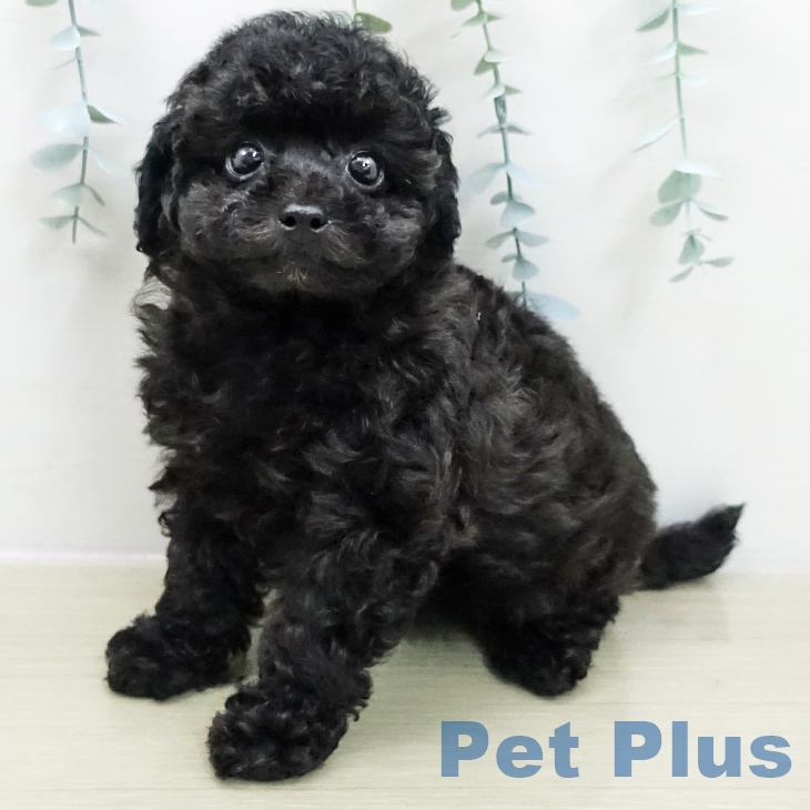 トイ・プードル