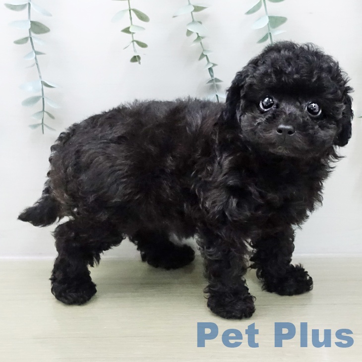 トイ・プードルの写真2