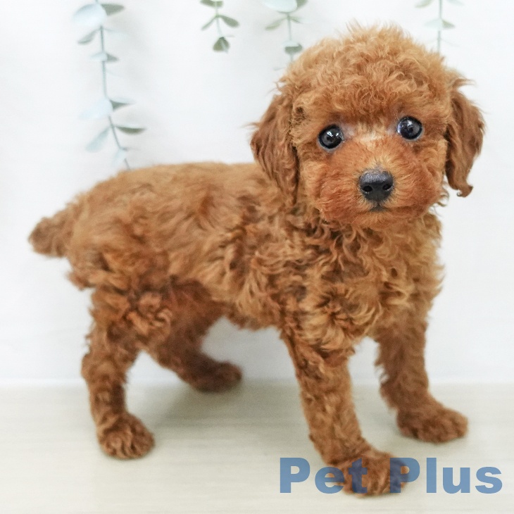 トイ・プードル