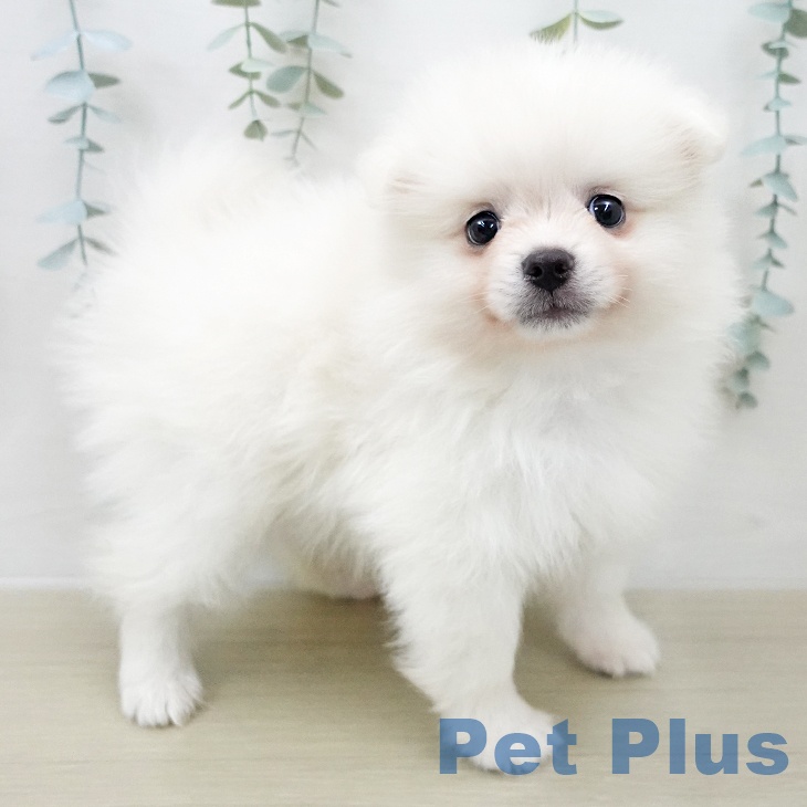 長野県のポメラニアン (ペットプラス 上田店/2025年12月4日生まれ/男の子/クリーム)の子犬の2枚目の画像