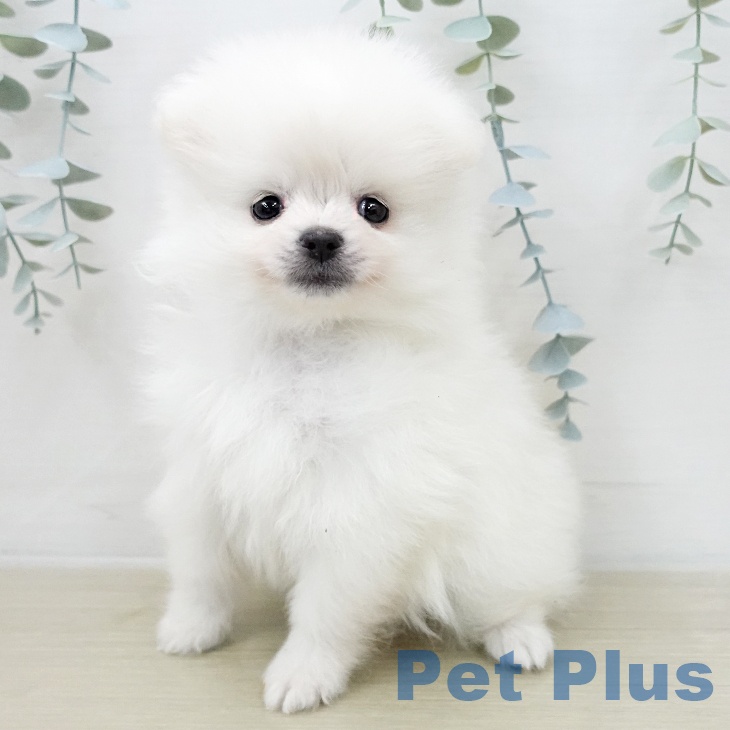 山梨県のポメラニアン (ペットプラス 甲府国母店/2025年12月4日生まれ/男の子/クリーム)の子犬