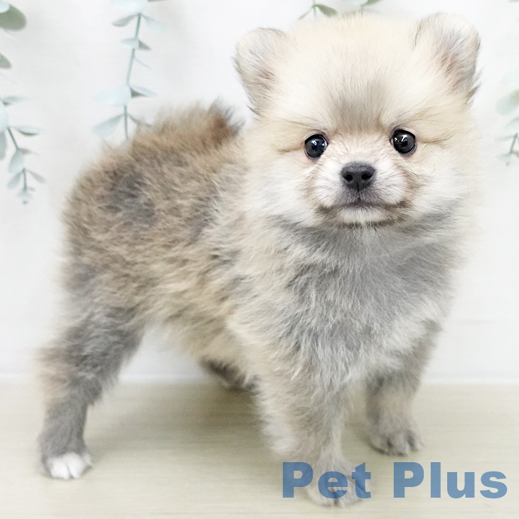 ポメラニアンの写真2