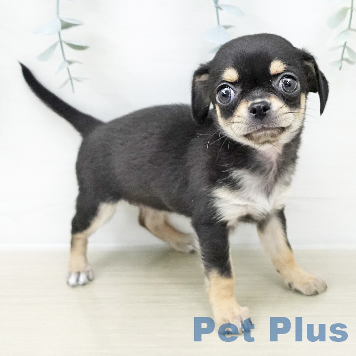 千葉県のチワワ(ロング) (ペットプラス 幕張新都心店/2025年12月4日生まれ/女の子/ブラックタン)の子犬の2枚目の画像