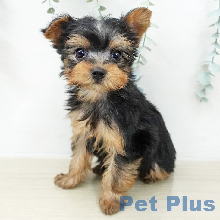 山梨県のヨークシャーテリア (ペットプラス 甲府昭和店/2025年12月4日生まれ/女の子/スチールブルータン)の子犬の1枚目の画像