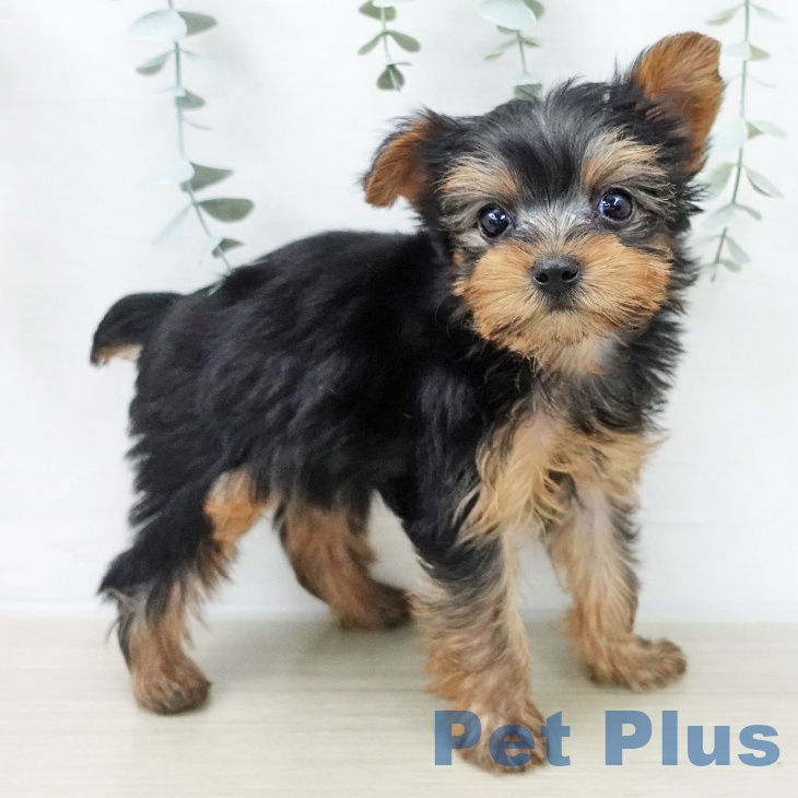 山梨県のヨークシャーテリア (ペットプラス 甲府昭和店/2025年12月4日生まれ/女の子/スチールブルータン)の子犬の2枚目の画像