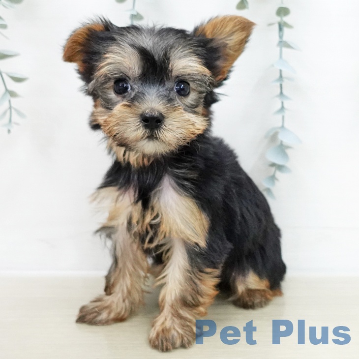 山梨県のヨークシャーテリア (ペットプラス 甲府国母店/2025年12月4日生まれ/女の子/スチールブルータン)の子犬の1枚目の画像