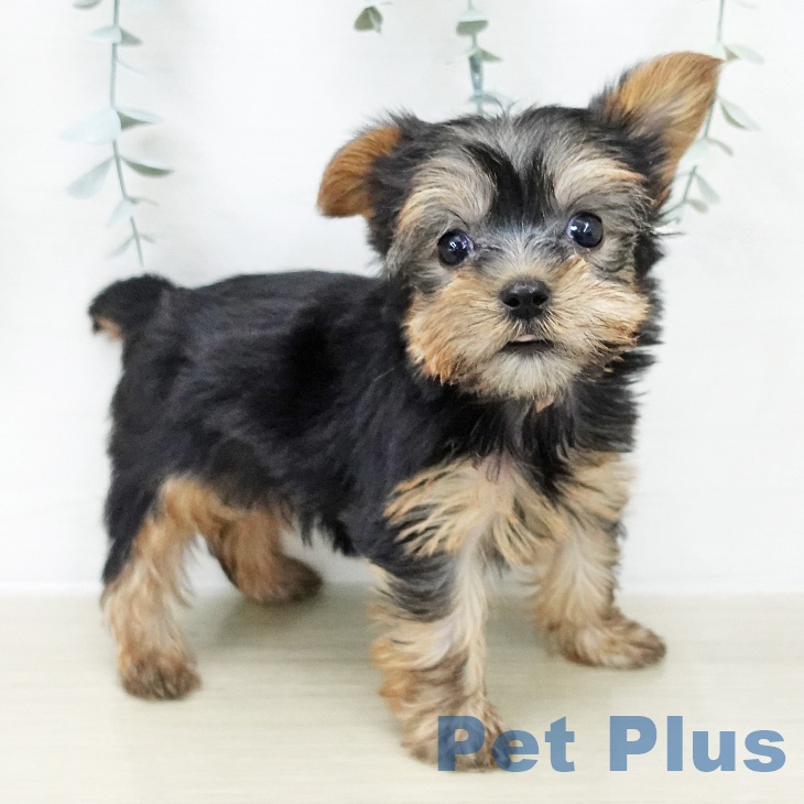 山梨県のヨークシャーテリア (ペットプラス 甲府国母店/2025年12月4日生まれ/女の子/スチールブルータン)の子犬の2枚目の画像