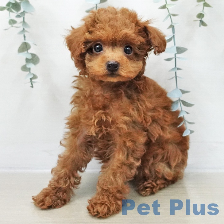 トイ・プードルの写真2