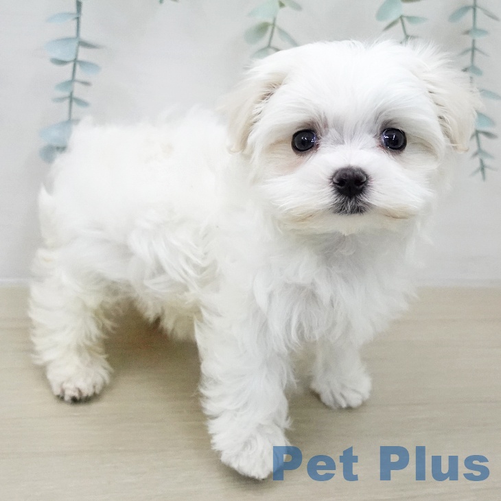 神奈川県のマルチーズ (ペットプラス テラスモール湘南店/2025年12月5日生まれ/女の子/ホワイト)の子犬の2枚目の画像