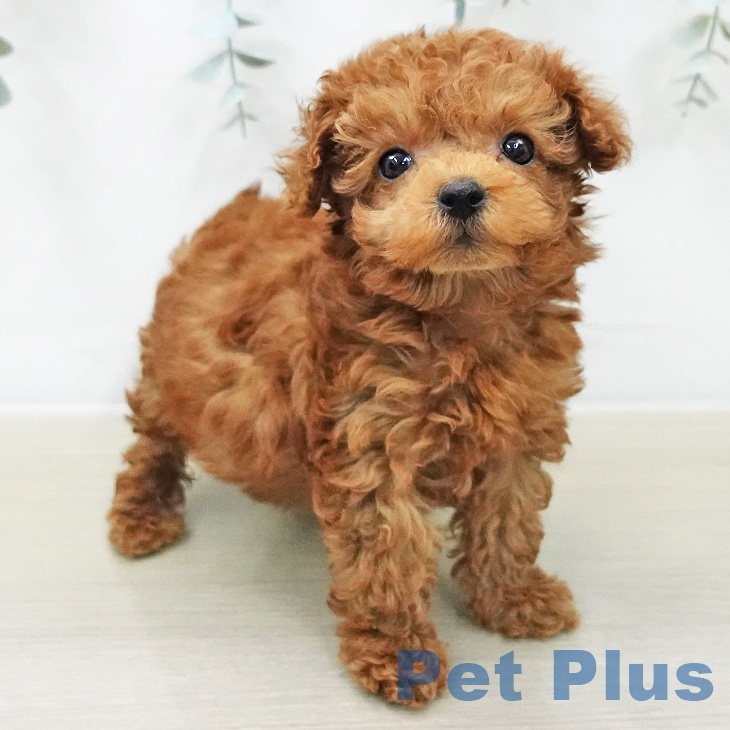 トイ・プードル