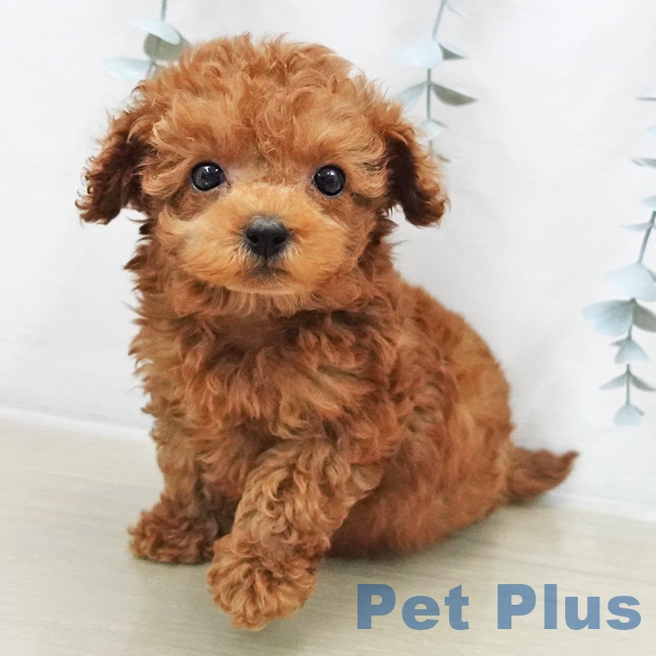 トイ・プードルの写真2