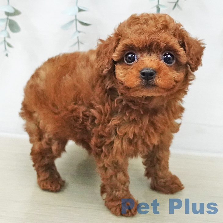 トイ・プードルの写真2