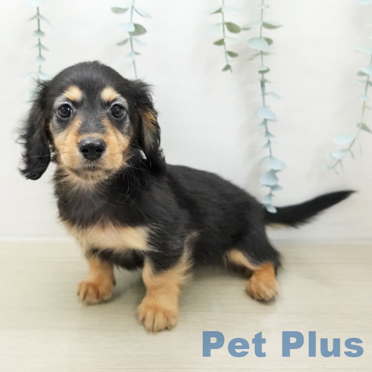 ミニチュア・ダックスフンド