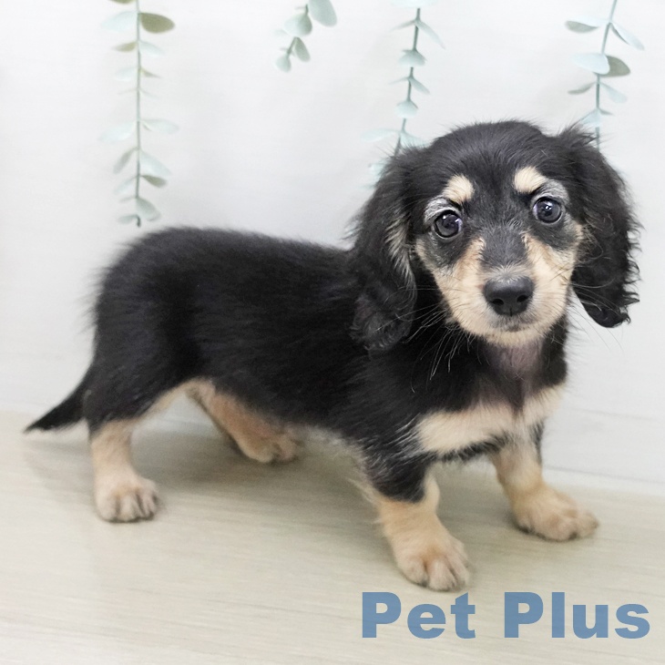 ミニチュア・ダックスフンド