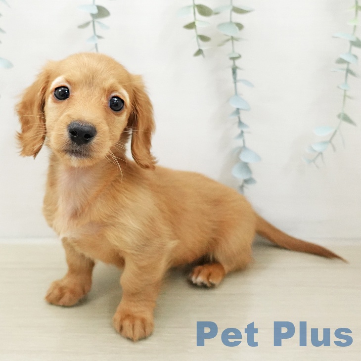 ミニチュア・ダックスフンド