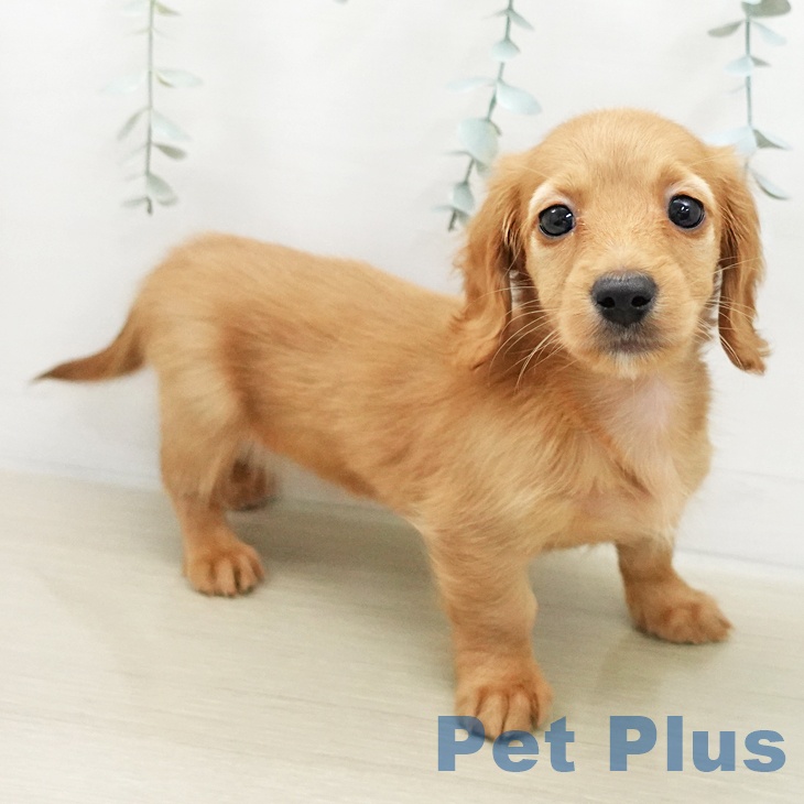 ミニチュア・ダックスフンドの写真2