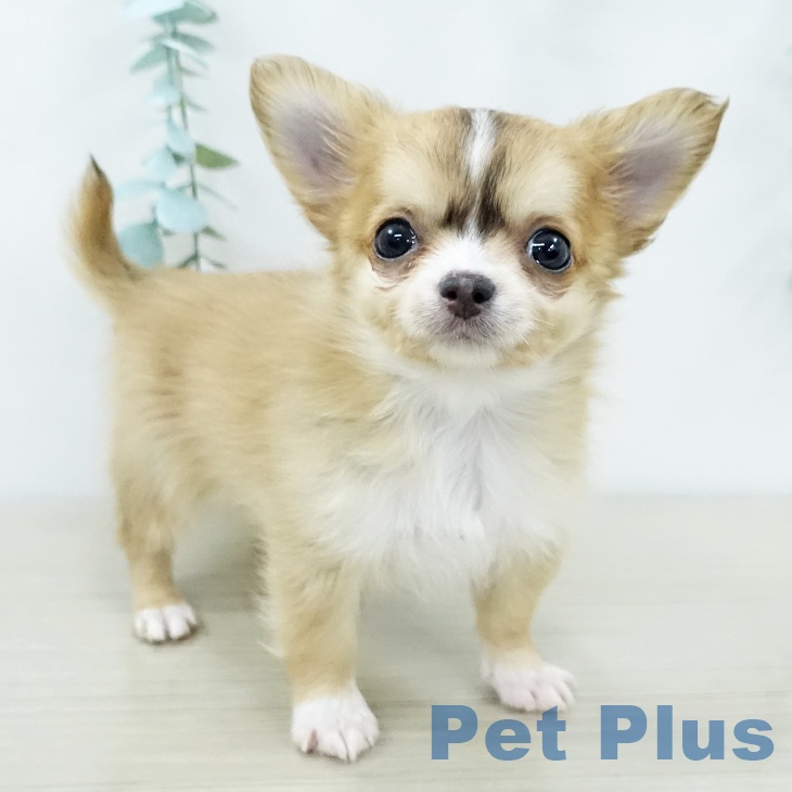 千葉県のチワワ(ロング) (ペッツワン 千葉ニュータウン店/2025年12月7日生まれ/男の子/レッドホワイト)の子犬の1枚目の画像