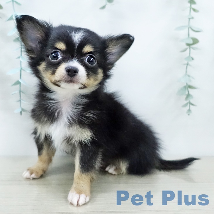 埼玉県のチワワ(ロング) (ペットプラス 浦和美園店/2025年12月7日生まれ/男の子/ブラックタンホワイト)の子犬の1枚目の画像