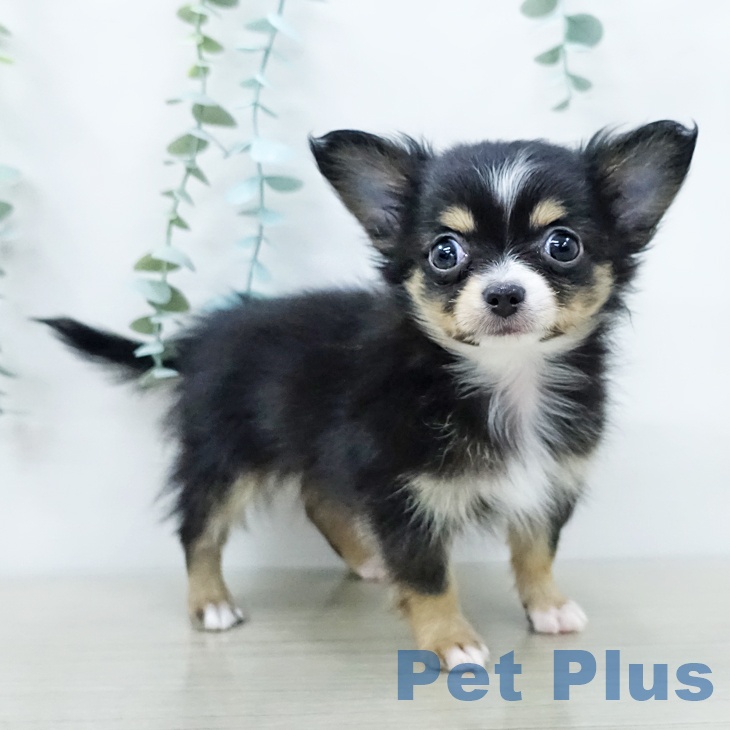 埼玉県のチワワ(ロング) (ペットプラス 浦和美園店/2025年12月7日生まれ/男の子/ブラックタンホワイト)の子犬の2枚目の画像