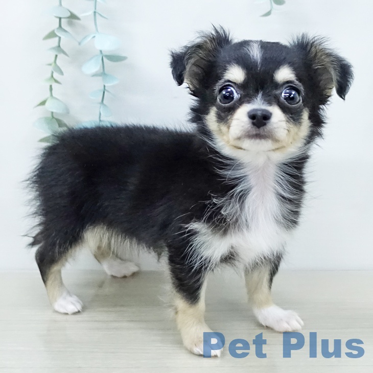 千葉県のチワワ(ロング) (ペットプラス 幕張新都心店/2025年12月7日生まれ/女の子/ブラックタンホワイト)の子犬の1枚目の画像