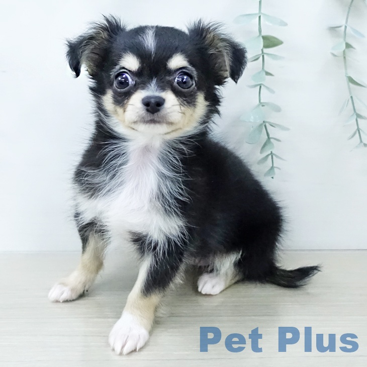 千葉県のチワワ(ロング) (ペットプラス 幕張新都心店/2025年12月7日生まれ/女の子/ブラックタンホワイト)の子犬の2枚目の画像