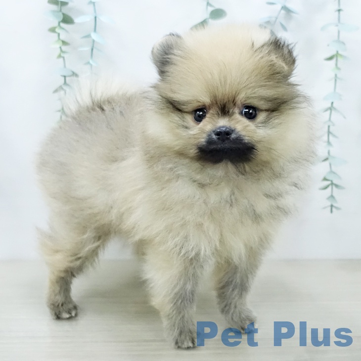 ポメラニアンの写真2