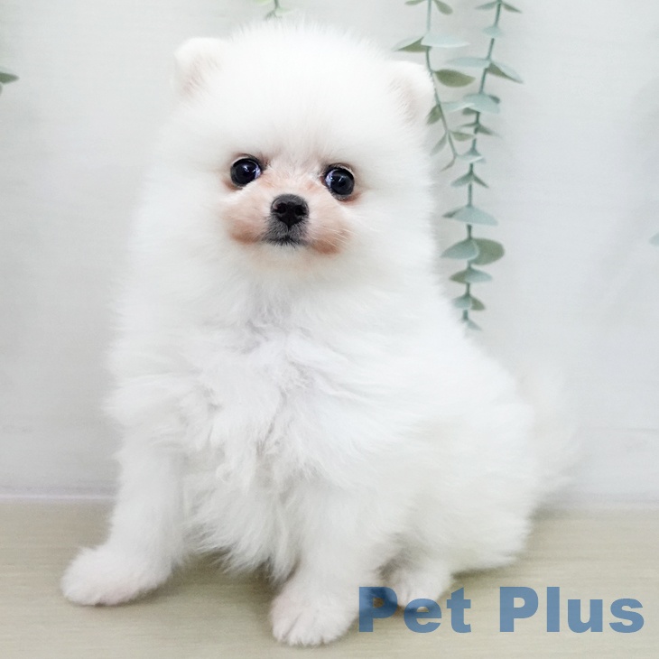 東京都のポメラニアン (ペットプラス 板橋店/2025年12月11日生まれ/男の子/ホワイト)の子犬の1枚目の画像