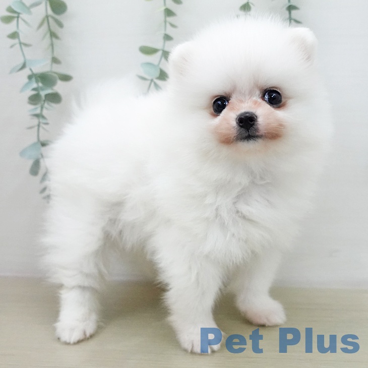 東京都のポメラニアン (ペットプラス 板橋店/2025年12月11日生まれ/男の子/ホワイト)の子犬の2枚目の画像