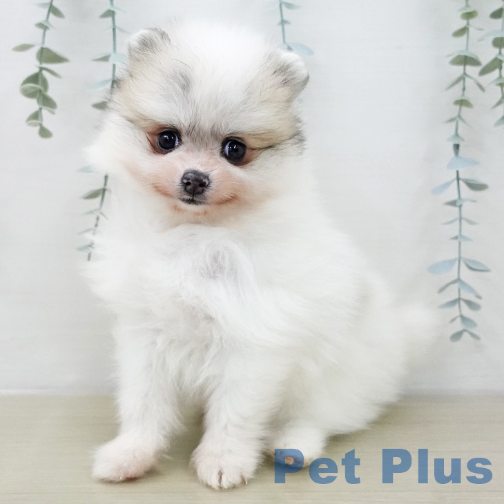 埼玉県のポメラニアン (ペットプラス 浦和美園店/2025年12月11日生まれ/女の子/パーティーカラー)の子犬の1枚目の画像