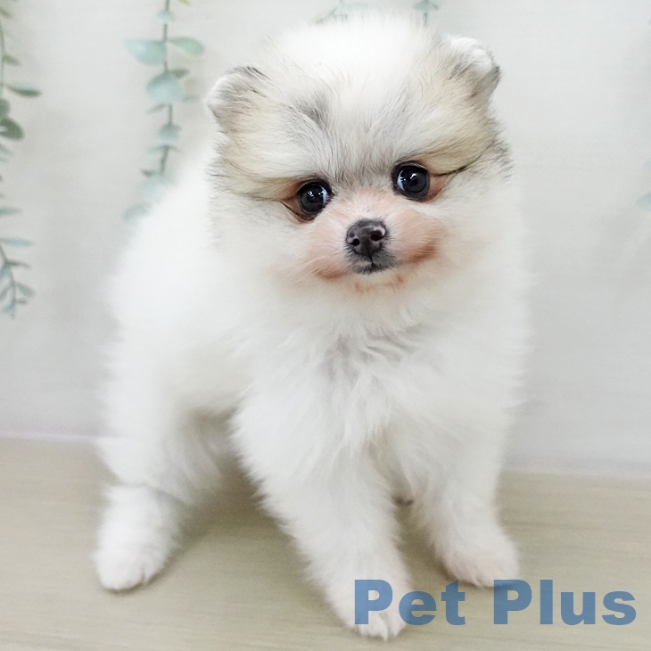 埼玉県のポメラニアン (ペットプラス 浦和美園店/2025年12月11日生まれ/女の子/パーティーカラー)の子犬の2枚目の画像