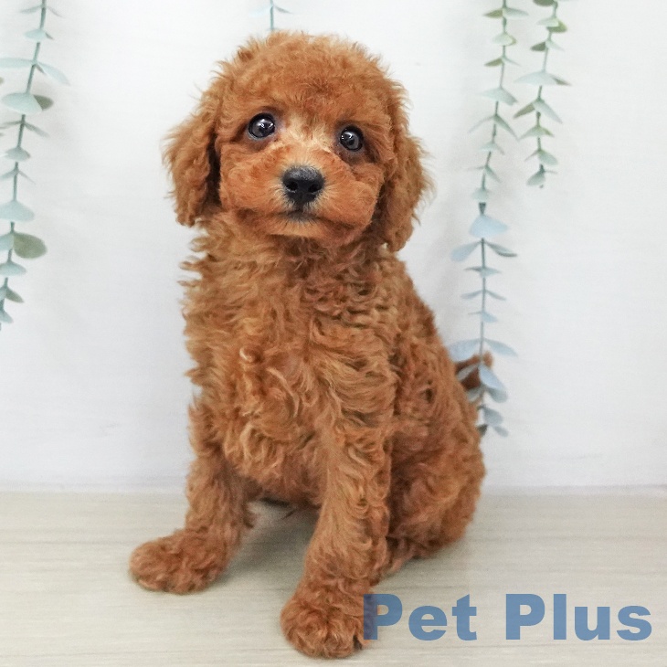 トイ・プードル