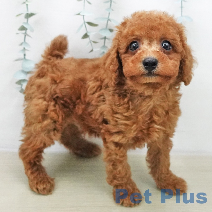 トイ・プードルの写真2