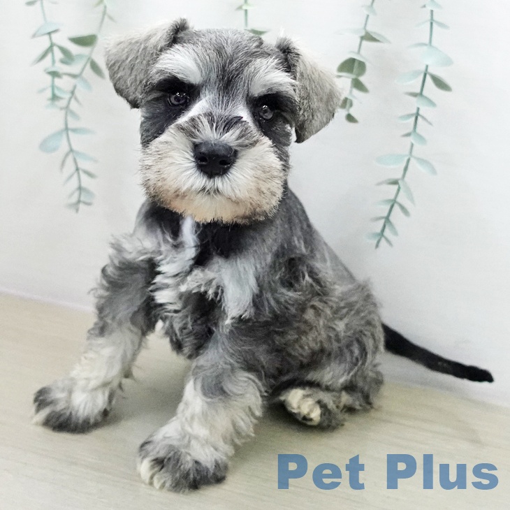 埼玉県のミニチュアシュナウザー (ペットプラス ららぽーと富士見店/2025年12月10日生まれ/男の子/ソルトペッパー)の子犬の1枚目の画像