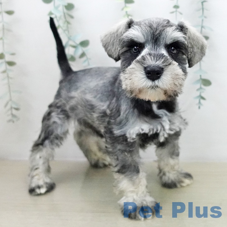 埼玉県のミニチュアシュナウザー (ペットプラス ららぽーと富士見店/2025年12月10日生まれ/男の子/ソルトペッパー)の子犬の2枚目の画像